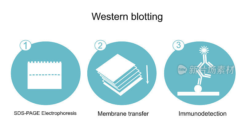 Western blot技术的一般工作流程:SDS-PAGE电泳，膜转移和免疫检测，用蓝色和白色的图标概念表示。